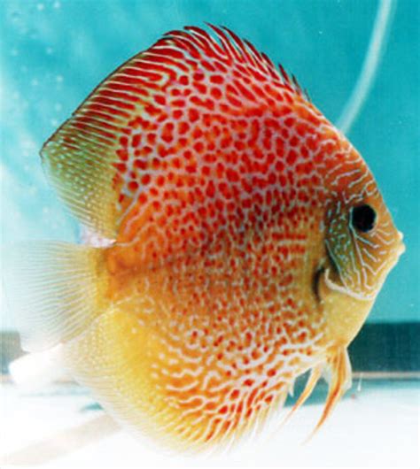 Discus Fish for Sale: Free Shipping & Live Arrival.